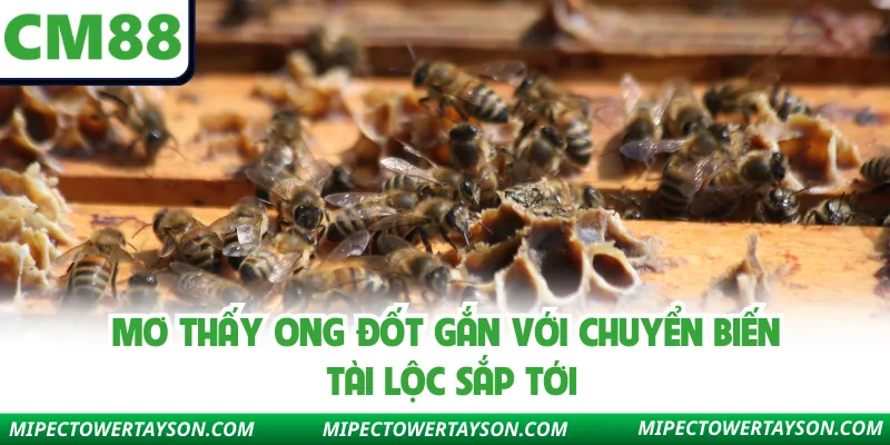 Mơ Thấy Ong Đốt Gắn Với Chuyển Biến Tài Lộc Sắp Tới